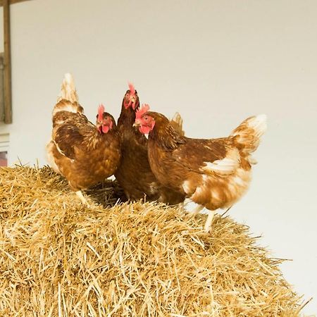 Ferienwohnung Murg Niederhof 외부 사진